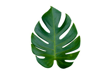 Fototapeta na wymiar Monstera leaves leaves with Isolate on white background Leaves on white