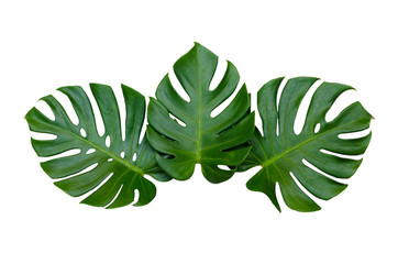 Monstera leaves leaves with Isolate on white background Leaves on white