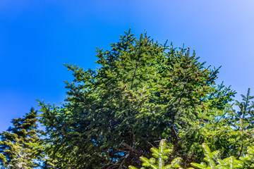 Isolated pine, fir or spruce tree looking up against bright blue sky in summer