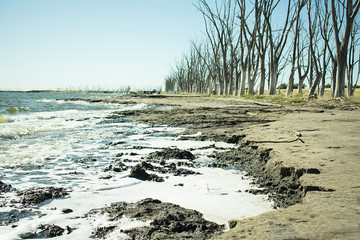 Coast of salty lagoon with dead trees.