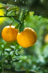 Ripe Orange Fruits on Orange Tree