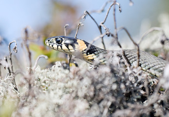 Grass snake