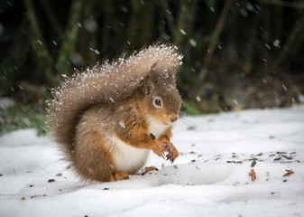Naklejka na ściany i meble Red Squirrel with snowy tail
