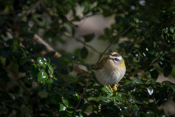 roitelet triple-bandeau