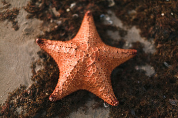 Estrella de mar sobre la arena de la playa