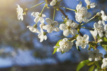Cherry tree spring blossom, branch with flowers closeup