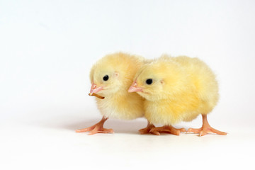 Obraz premium Two little chicken broiler isolated on white