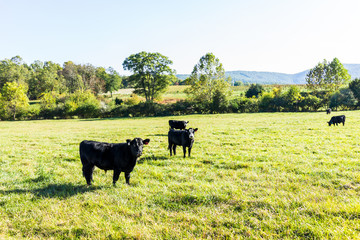 Black cows grazing on pasture, staring in Virginia farms countryside meadow field with green grass