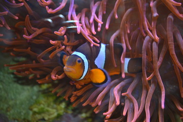 Clownfisch