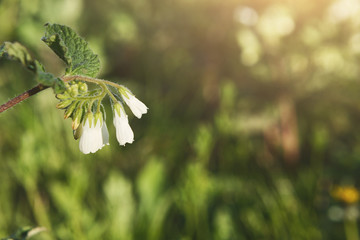 White single flower closeup in sunny day. Flower background.