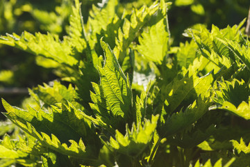 Image of fresh green leaves background, closeup