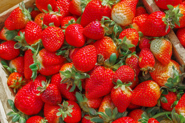 Top view of tasty ecuadorian strawberries freshly collected on many wooden box