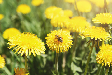 Yellow dandelion with wasp closeup. Flower background.