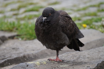 bird