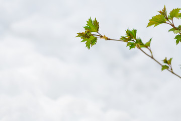 Green leaves in the spring, the snow melts
