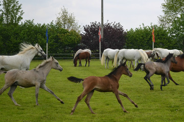 Herdengalopp