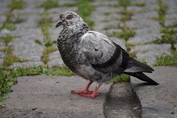 bird