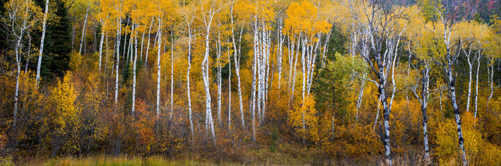 Dozens of Quacking Aspens fill the mountain side with beautiful fall colors.