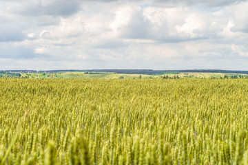 Countryside landscape with greens of ripening wheat ears. Agricultural plantation background with limited depth of field. Cereal field and green hills on the horizon.