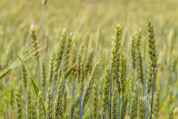 Greens of ripening wheat ears. Agricultural plantation background with limited depth of field. Close-up of cereal field.