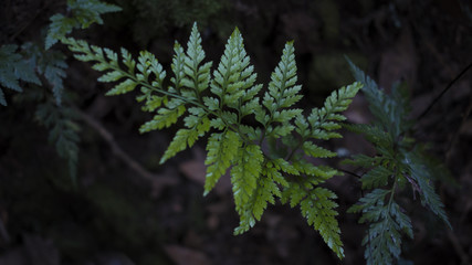 Fern leaf with selective focus with moody, moist and dark background found in Anaga massifs laurisilva, well preserved rainforest in Tenerife, Canary Islands, Spain 
