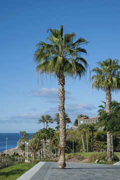 Washingtonia filifera, also known as California Fan Palm, planted in Costa del Duque, close to Casa del Duque, in Costa Adeje, Tenerife, Canary Islands, Spain 