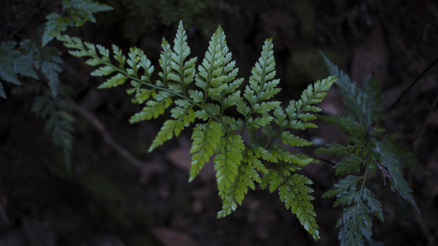 Fern leaf with selective focus with moody, moist and dark background found in Anaga massifs laurisilva, well preserved rainforest in Tenerife, Canary Islands, Spain 