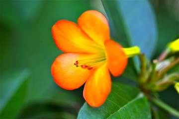 Fototapeta premium Flowers