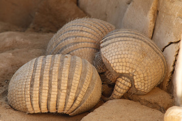 Gruppe Zwerggürteltiere (Zaedyus pichiy) beim Schlafen