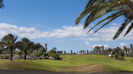 Lush golf course with exotic Phoenix canariensis, locally known as palmera canaria, or the Canarian palm tree, in Tenerife, Canary Islands, tranquil travel destination for outdoors activities in Spain