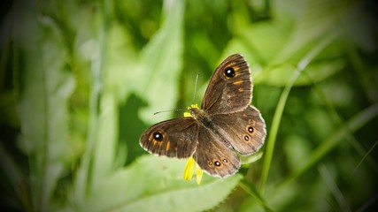 Butterfly Insect Nature Flower Macro