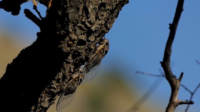 The cicada sits on the trunk of a tree. The shooting was done in macro mode. Blurred background.