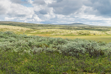 Vegetation of the tundra in the mountains of Norway. Surrounding