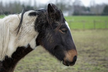 Naklejka na ściany i meble horse standing in the countryside