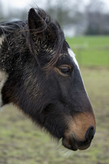 Fototapeta premium horse standing in the countryside