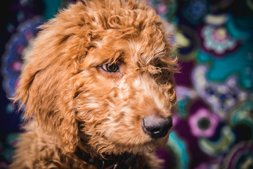 Fototapeta premium Golden Doodle 