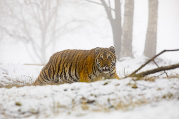 siberian tiger on snow in action, Panthera tigris altaica