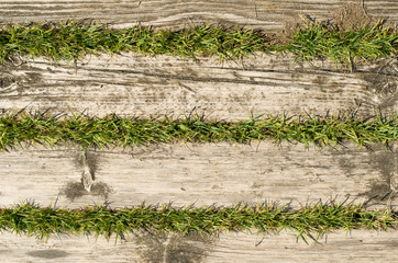 Beach wooden boards with growing grass texture background, shouted on sunny summer day on Turkish beach