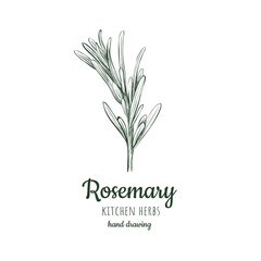 Rosemary vector illustration. 