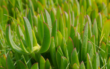 Closeup of  lot of succulent plant Carpobrotus growing outside on seaside 