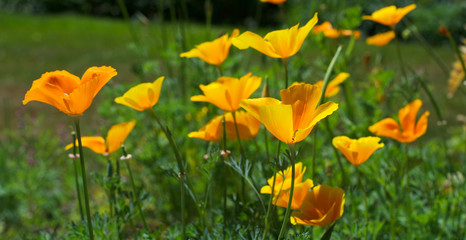 Few yellow flowers on the green sunny summer meadow in botanic garden. eschscholzia californica subsp. mexicana. close-up 