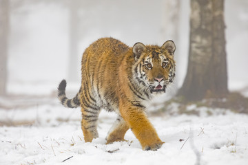 siberian tiger on snow in action, Panthera tigris altaica