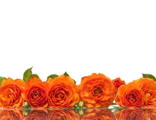 Orange roses in line on white background