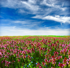 Obraz na płótnie Canvas Summer wildflowers and sky