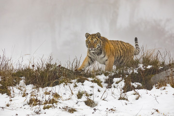 Fototapeta na wymiar siberian tiger on snow in action, Panthera tigris altaica