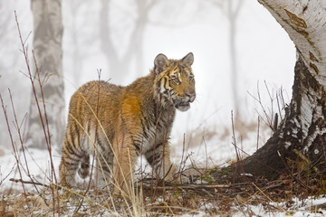 Fototapeta na wymiar cute young siberian tiger in winter, portrait