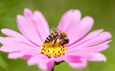 Bee on pink flower