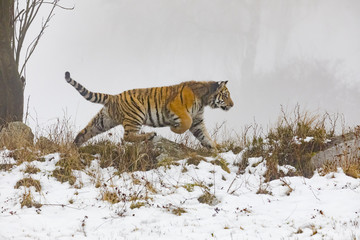 siberian tiger on snow in action, Panthera tigris altaica