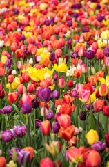Abstract background . Colorful tulips flowers blooming in a park