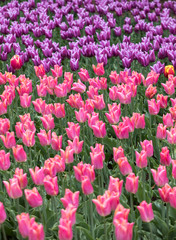Abstract background . Colorful tulips flowers blooming in a park